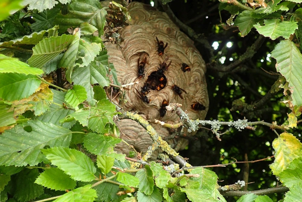 Liège organise sa riposte contre le frelon asiatique