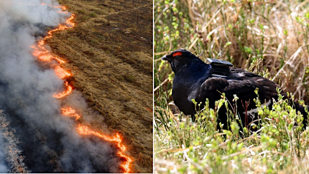 Hautes Fagnes : le tétras lyre survivra-t-il à l&rsquo;incendie ?